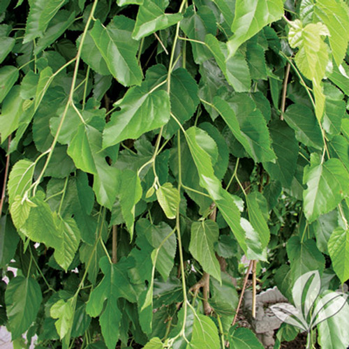 fruitless mulberry 171 texas pecan nursery fruitless mulberry 171 texas pecan nursery