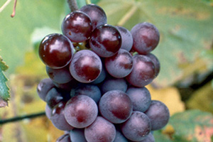 grapes