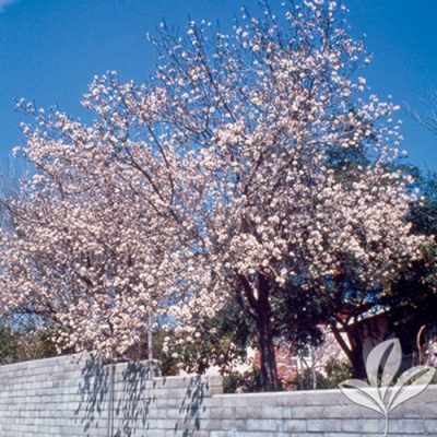 Hall S Hardy Almond Texas Pecan Nursery Hall S Hardy Almond