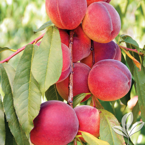 Tex King Peach Texas Pecan Nursery Tex King Peach