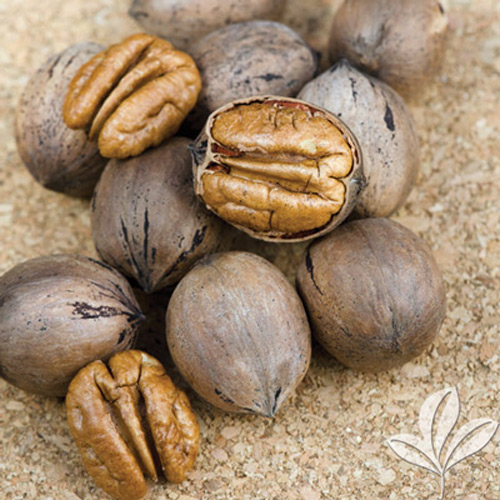 Burkett Pecan Texas Nursery Burkett Pecan