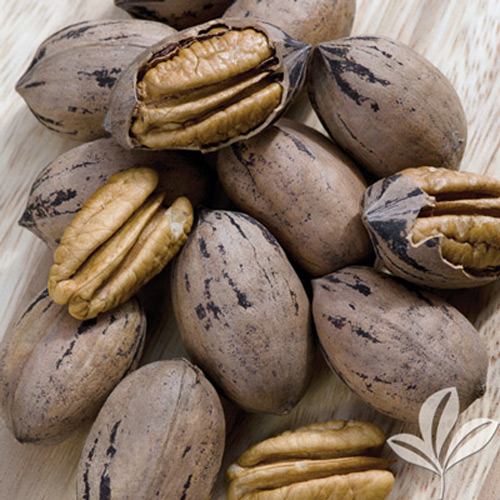 Desirable Pecan Texas Nursery Desirable Pecan
