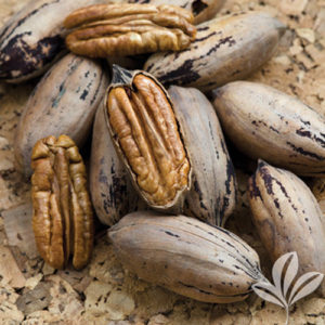 Mahan Pecan - Texas Pecan Nursery